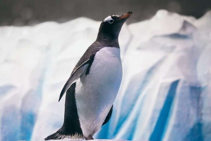 Penguin Cove at Dubai Aquarium: Skip-the-Line Tickets & Visitor Guide