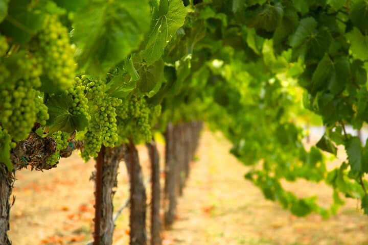 Private Romantic Wine Tasting Next to the Vines in Napa Valley photo 3