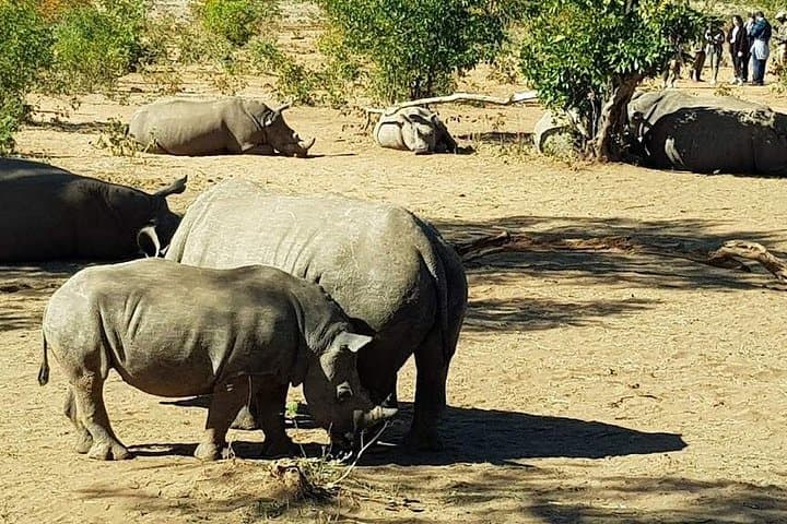 Guided Game Drive and Rhino Walk at Mosi-Oa-Tunya National Park photo 3