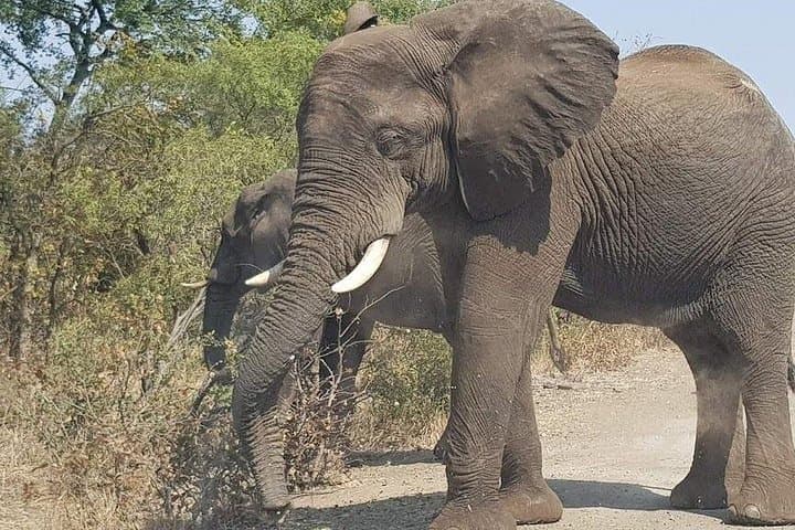 Guided Game Drive and Rhino Walk at Mosi-Oa-Tunya National Park photo 4