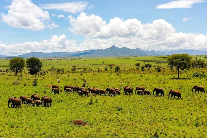 7-Day Uganda Safari: Gorilla Trekking, Chimpanzees & Kazinga Channel Wildlife photo 6