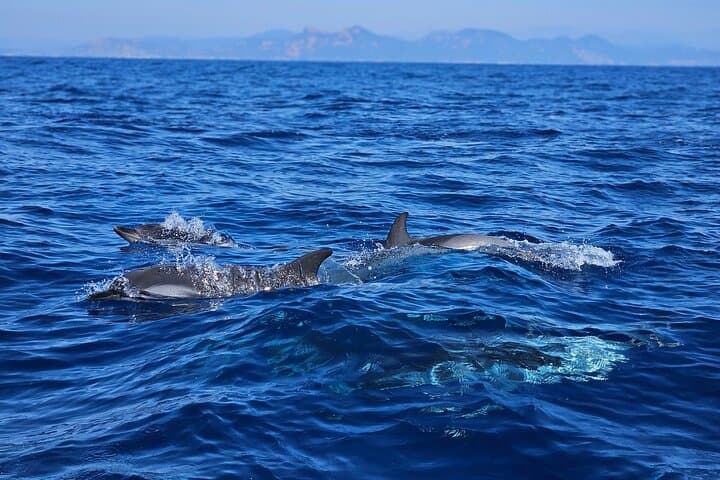 Pelagos Dolphin Watching from Saint-Raphaël: Small-Boat Cetacean Cruise photo 3
