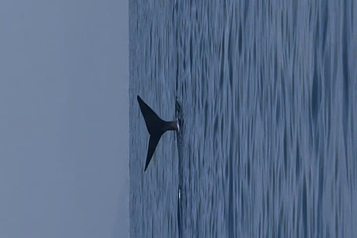 Pelagos Dolphin Watching from Saint-Raphaël: Small-Boat Cetacean Cruise photo 6