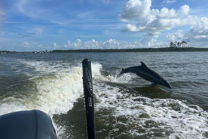 Private Dolphin Sightseeing Excursion in Orange Beach — 1-Hour Gulf Charter photo 3