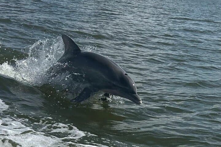 Private Dolphin Sightseeing Excursion in Orange Beach — 1-Hour Gulf Charter