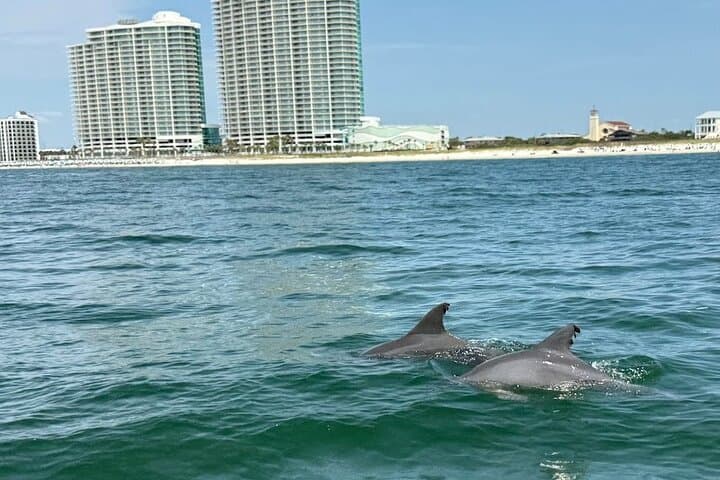 Private Dolphin Sightseeing Excursion in Orange Beach — 1-Hour Gulf Charter photo 4