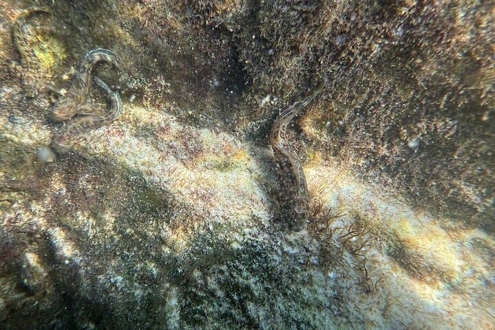 Private Snorkeling Excursion in Orange Beach: Gulf Coast Wildlife & Custom Charters photo 6