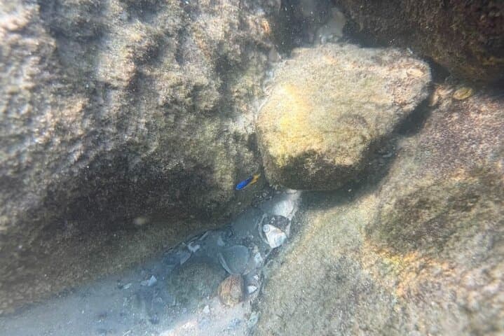 Private Snorkeling Excursion in Orange Beach: Gulf Coast Wildlife & Custom Charters photo 4