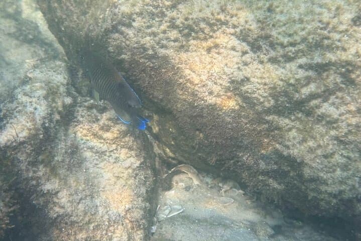 Private Snorkeling Excursion in Orange Beach: Gulf Coast Wildlife & Custom Charters photo 2