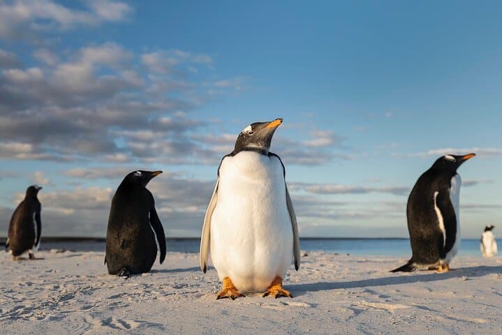 Falkland Islands Wildlife Tour: Bertha Beach Penguins & Stanley Highlights