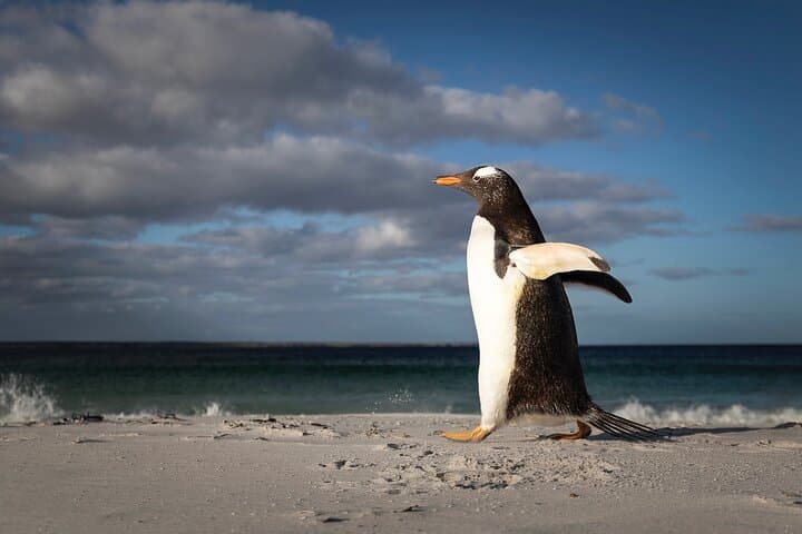 Falkland Islands Wildlife Tour: Bertha Beach Penguins & Stanley Highlights photo 4