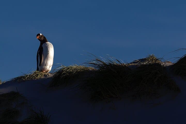 Falkland Islands Wildlife Tour: Bertha Beach Penguins & Stanley Highlights photo 6