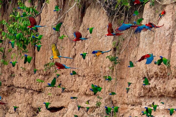 Amazon Jungle Sunrise: Parrots & Macaws at Tambopata Clay Lick photo 2