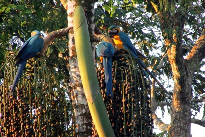 Amazon Jungle Sunrise: Parrots & Macaws at Tambopata Clay Lick photo 3