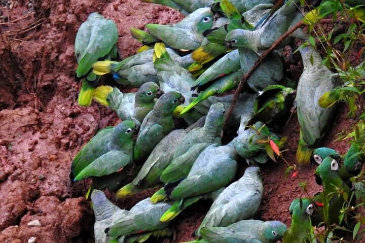 Amazon Jungle Sunrise: Parrots & Macaws at Tambopata Clay Lick photo 6