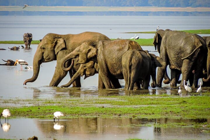 Minneriya Elephant Safari: Private 4x4 Safari from Habarana or Sigiriya