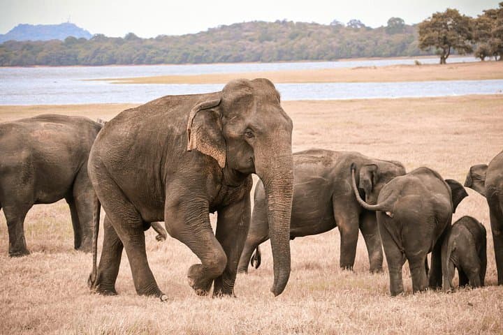 Minneriya Elephant Safari: Private 4x4 Safari from Habarana or Sigiriya photo 2