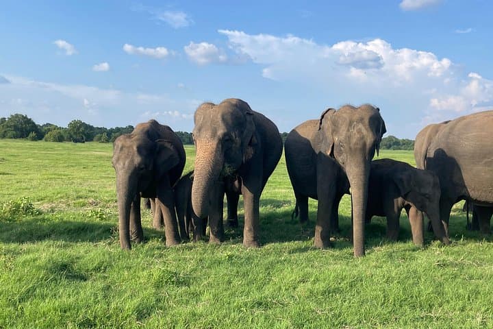 Minneriya Elephant Safari: Private 4x4 Safari from Habarana or Sigiriya photo 3