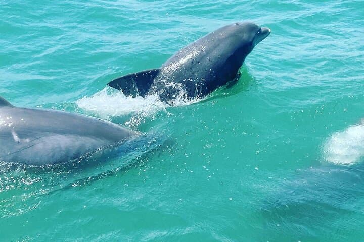Myrtle Beach Catamaran Dolphin Cruise with Barrier Island Beach Stop photo 3