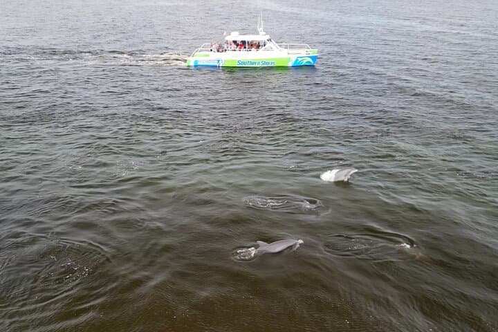 Myrtle Beach Catamaran Dolphin Cruise with Barrier Island Beach Stop photo 5