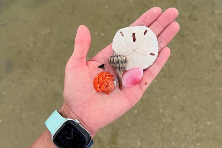 Shell Key Shelling Kayak Tour in St. Pete — Guided Kayak, Snorkel & Shoreline Shelling