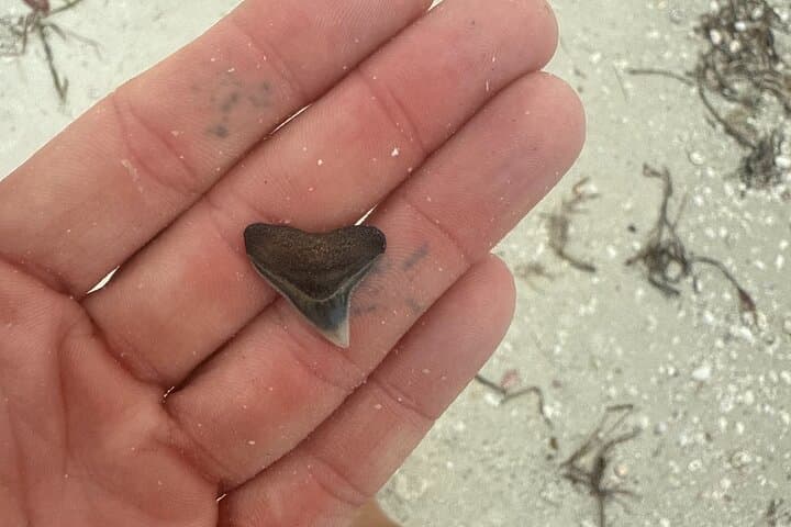Shell Key Shelling Kayak Tour in St. Pete — Guided Kayak, Snorkel & Shoreline Shelling photo 2