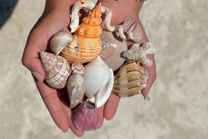 Shell Key Shelling Kayak Tour in St. Pete — Guided Kayak, Snorkel & Shoreline Shelling photo 3