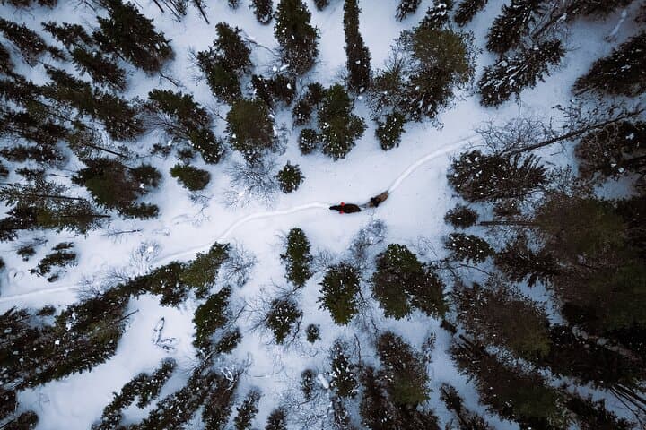 Horseback Ride Through Finnish Forest from Rovaniemi