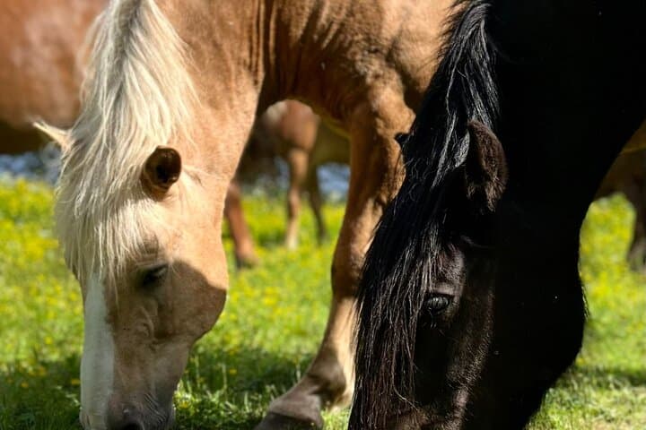 Horseback Ride Through Finnish Forest from Rovaniemi photo 6