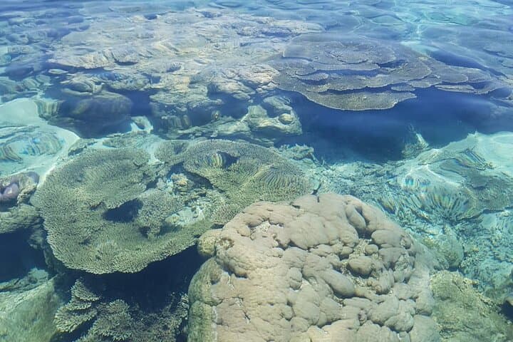 Blue Bay Eco Tour: Coral-Protection Snorkeling and Conservation in Mauritius photo 5