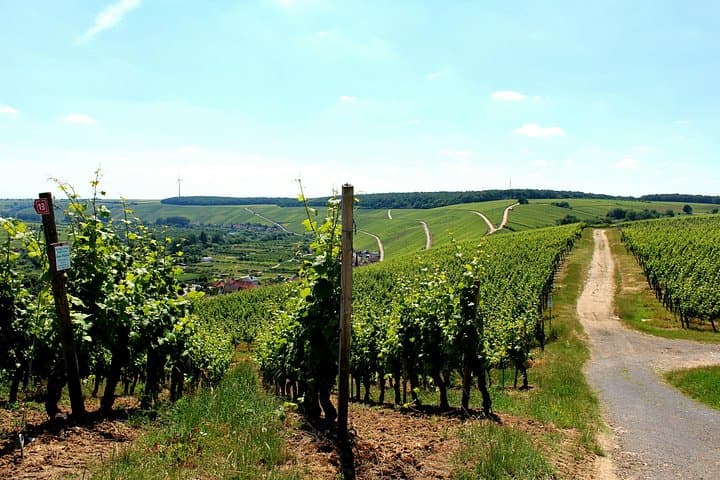 Champagne Discovery: Épernay & Reims Day Tour — Avenue de Champagne and Reims Cathedral photo 2