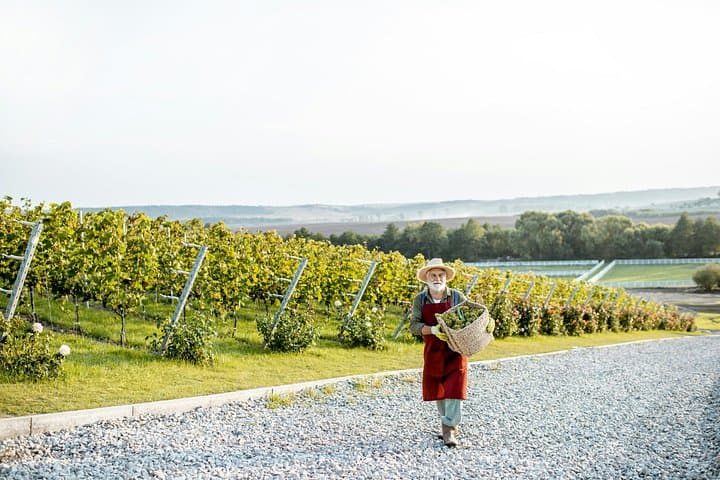 Champagne Discovery: Épernay & Reims Day Tour — Avenue de Champagne and Reims Cathedral photo 1