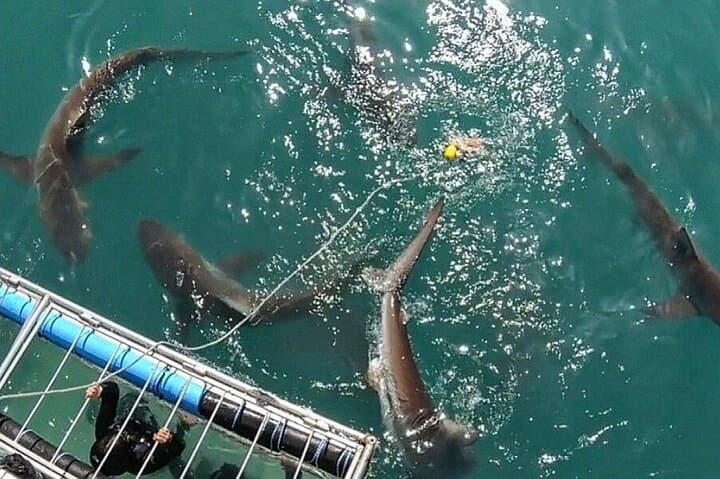 Simons Town Shark Cage Diving: Half-Day Great White Encounter photo 3