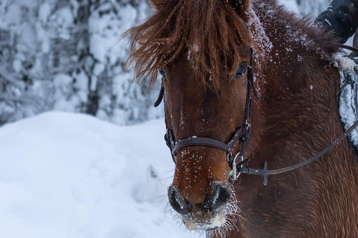 Horse-Drawn Sleigh Experience in Finnish Lapland — Kotatuli Winter Ride photo 3