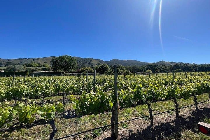 Morning Carmel Valley Wine Tasting Tour — Bernardus Vineyard Walk & Boutique Tastings photo 1