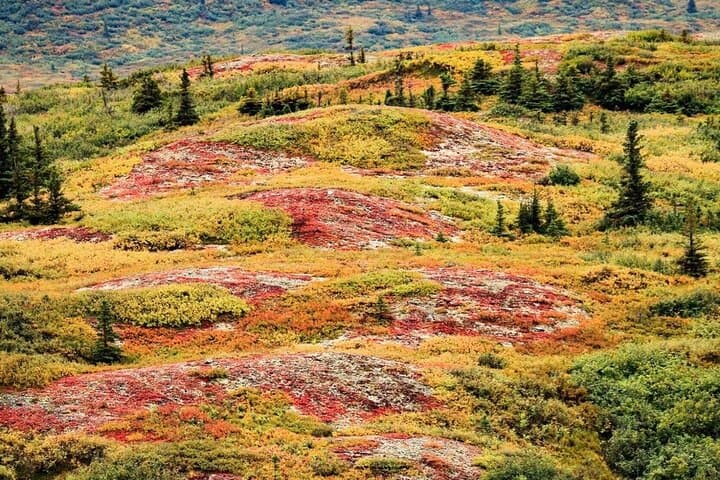 Denali Highway Overnight Excursion — Wild Berries, Glacial Views & Aurora photo 3