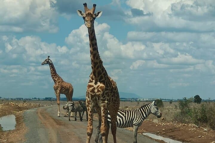 Nairobi National Park Game Drive, Giraffe Centre & Bomas Cultural Dance Day Tour photo 2