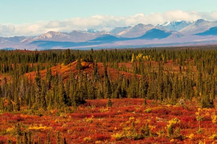 Denali Highway Overnight Excursion — Wild Berries, Glacial Views & Aurora photo 5