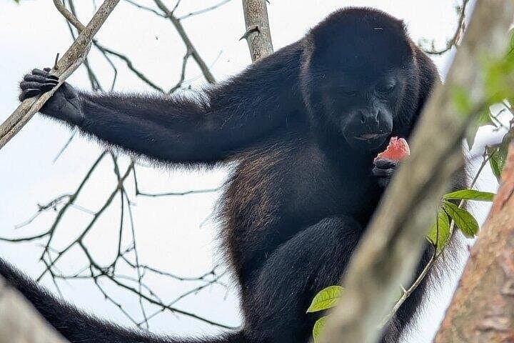 Panama Canal & Monkey Habitat Day Tour — Miraflores Locks, Capuchins & Sloths photo 2