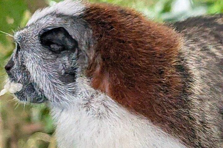 Panama Canal & Monkey Habitat Day Tour — Miraflores Locks, Capuchins & Sloths photo 3