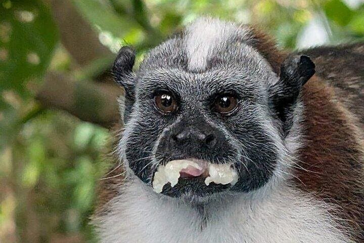 Panama Canal & Monkey Habitat Day Tour — Miraflores Locks, Capuchins & Sloths photo 4