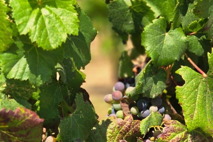 Drive Temecula’s Wine Trails: Self-Guided Tour of De Portola, Rancho California & Calle Contento photo 3