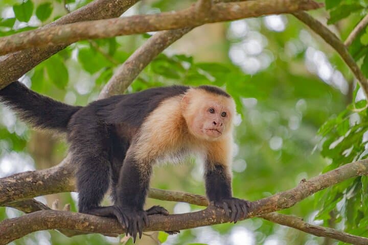 La Fortuna Self-Guided Rainforest Hike at Monkey Park — Wildlife Walk & Local Snack photo 5