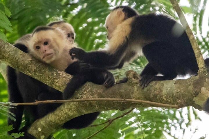 Guided Rainforest Hike in Monkey Park — Wildlife & Conservation Near La Fortuna