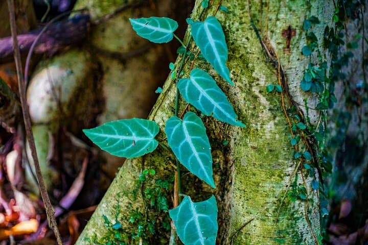 La Fortuna Self-Guided Rainforest Hike at Monkey Park — Wildlife Walk & Local Snack photo 2