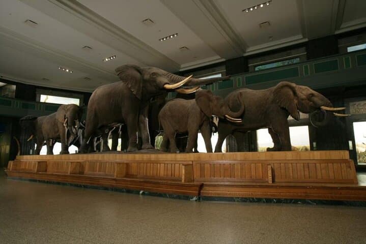Inside the American Museum of Natural History: A Practical Visitor’s Guide photo 3