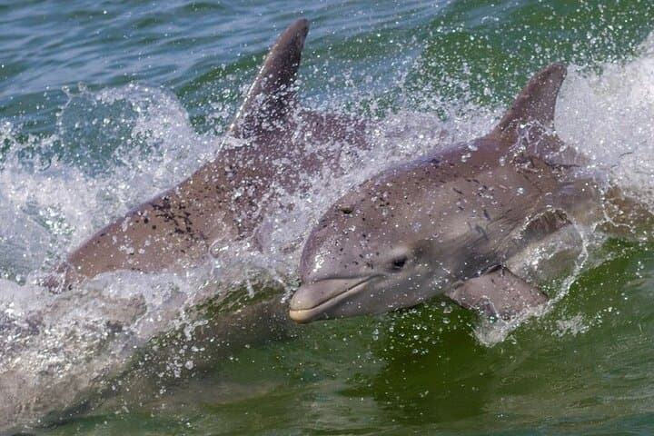 Private 3-Hour Charter to the Islamorada Sandbar: Swim, Float, and Wildlife Watching photo 6