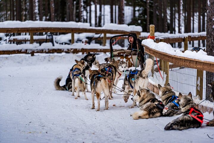 Rovaniemi All‑In‑One Day Tour: Reindeer Sleighs, Husky Rides, Santa & Arktikum photo 5
