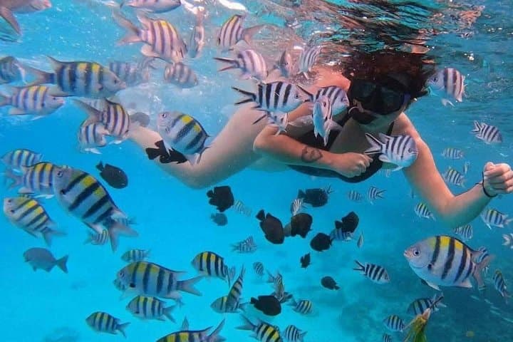 Mnemba Island Snorkeling: Dolphins, Turtles & Coral Reefs Near Zanzibar photo 1
