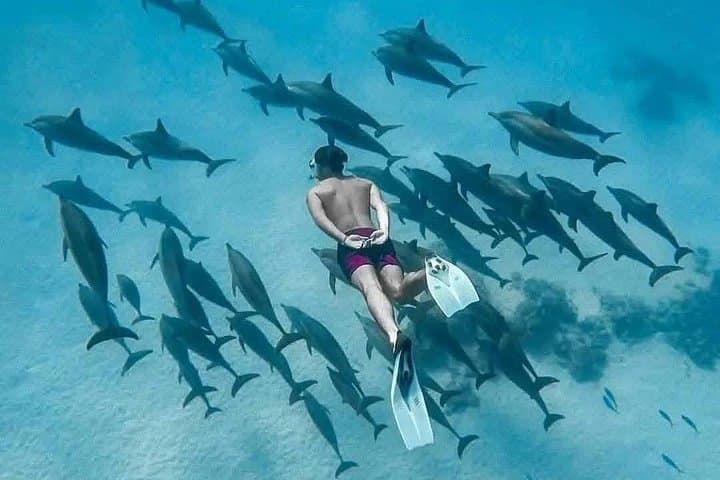 Mnemba Island Snorkeling: Dolphins, Turtles & Coral Reefs Near Zanzibar photo 2